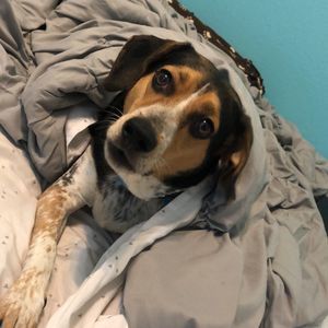 Meet your Posher, Duke